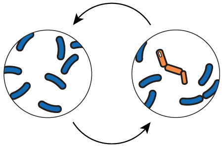 Phenotypic_heterogeneity